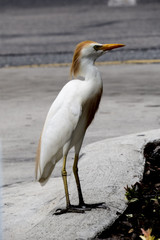 Trump Egret