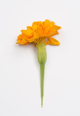 Yellow Marigold flower on the white background.