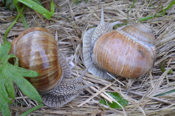 Slimaki © Zoriana