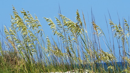 Sea Oats