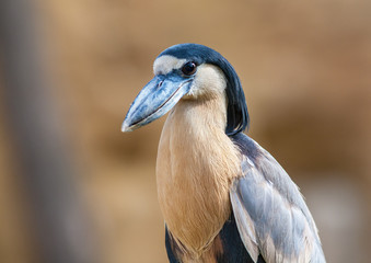 Savacou huppé, cochlearius cochlearius,  en gros plan