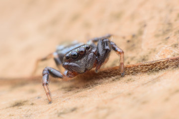 Super macro Jumping spider on dried leaf