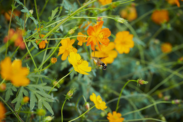 yellow flowers in garden