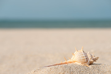 Fototapeta na wymiar sand-shell