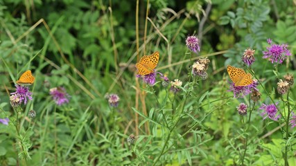 Männlicher Kaisermantel (Argynnis paphia) mit zwei Weibchen auf Skabiosen-Flockenblume (Centaurea scabiosa) 