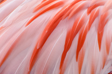 Natural and exotic pink flamingo feathers background texture - 164719946