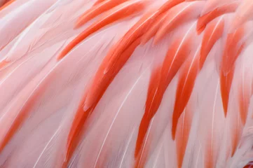 Fotobehang Natuurlijke en exotische roze flamingo veren achtergrondtextuur © David Carillet