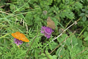Männlicher Kaisermantel (Argynnis paphia) mit weiblichem Dunklen Kaisermantel (Argynnis paphia f. valesina) auf Skabiosen-Flockenblume (Centaurea scabiosa)