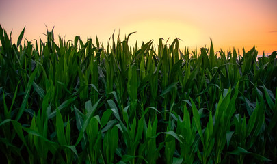 corn and sunset