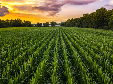 corn fields and sunset