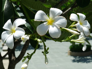 White Plumeria flower  / tropical  flower