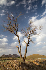 Obraz premium A Tree in Desert, Khorasan Razavi, Iran