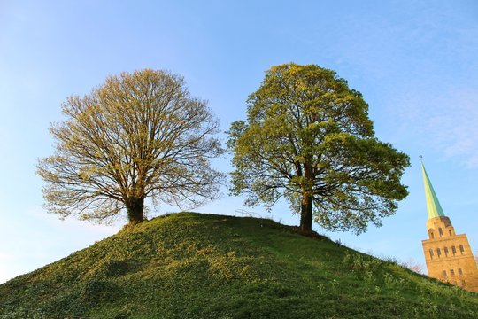 2 arbres sur la coline d'Oxford