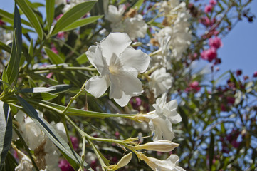 White oleander