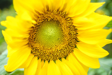 Obraz premium Sunflowers