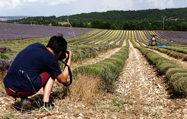 Zelfklevend Fotobehang Photographier lavande © Pictures news