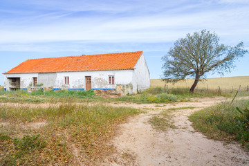 Fototapeta na wymiar Farm house, wheat plantation and Cork tree in Porto Covo