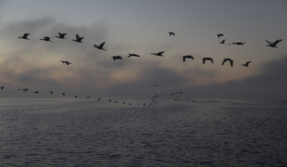 Birds flying over stormy lake