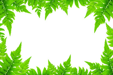 Frame from green leaves and Fern leaves on white background for isolated, Frame by green leaf and fern leaf, Free space by fern leaves and flower on white background for cut of