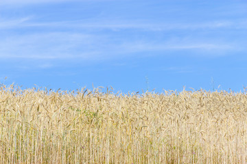 Wheat field in Porto Covo