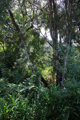 jungle cubaine