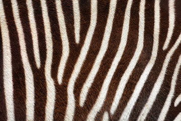 Fototapeta na wymiar Real zebra stripes background texture from a living animal