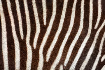 Fotobehang Real zebra stripes background texture from a living animal © David Carillet