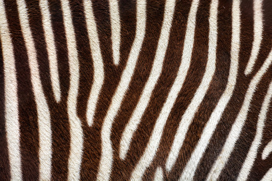 Real zebra stripes background texture from a living animal