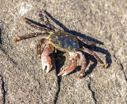 Striped (Lined) Shore Crab - Pachygrapsus crassipes. San Mateo County, California, USA.