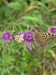 Obraz premium Dunkler Kaisermantel (Argynnis paphia f. valesina) auf Skabiosen-Flockenblume (Centaurea scabiosa) 