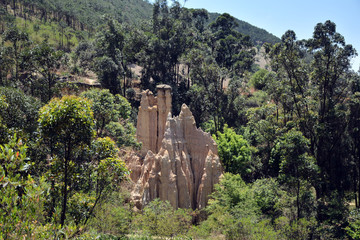 Soil forest