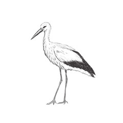 Stork sketch vector illustration. Hand sketching a stork for a design