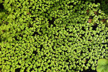 Lentilles d'eau au jardin en été