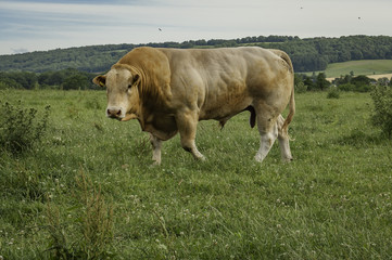 Charolais Bull with Orange Coloring