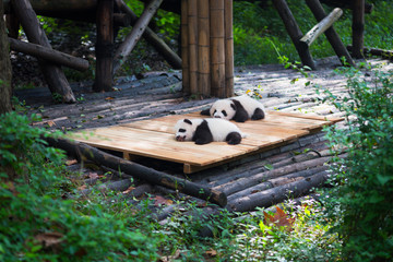 Newborn baby pandas lying down in the forest