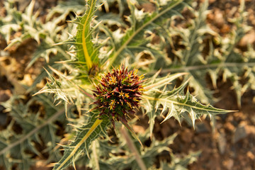 Obraz premium Gundelia, Khorasan Razavi, Iran