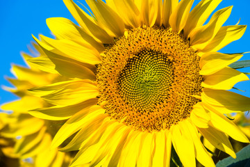 Sonnenblume, Nahaufnahme