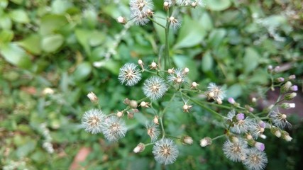 cyanthilium cinereum or vernonia cinereum