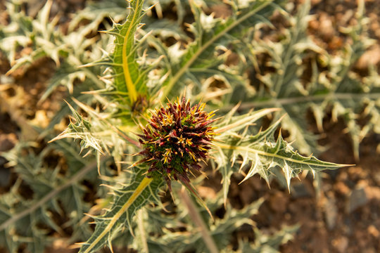 Gundelia, Khorasan Razavi, Iran