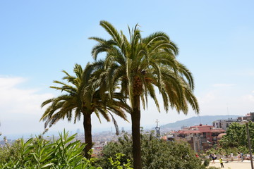 Fototapeta na wymiar Palm trees in beautiful Park Guell, Barcelona, Spain
