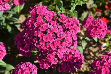 Obraz premium Dianthus barbatus ou oeillet de poète rose au jardin en été