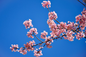 Cherry blossom in Chiang Mai Thailand