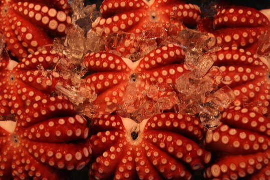 Red Octopus In Tsukiji Market