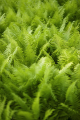 Ferns