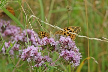 Weiblicher Kaisermantel (Argynnis paphia) auf Echtem Dost (Origanum vulgare) 