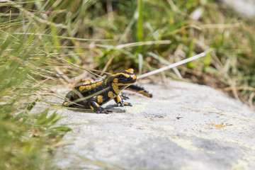 Salamandre, salamander