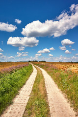 Countryside road on a beautiful summer day.