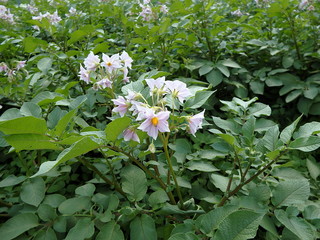 Potato flower on green background
