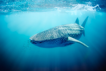 Whale shark swimming on the Ningaloo Reef, Western Australia