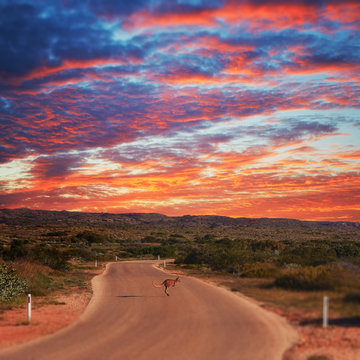 Kangaroo bouncing across road at sunset in Western Australia